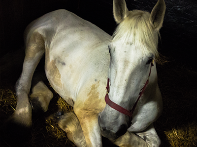 nyc horse 4 thumb