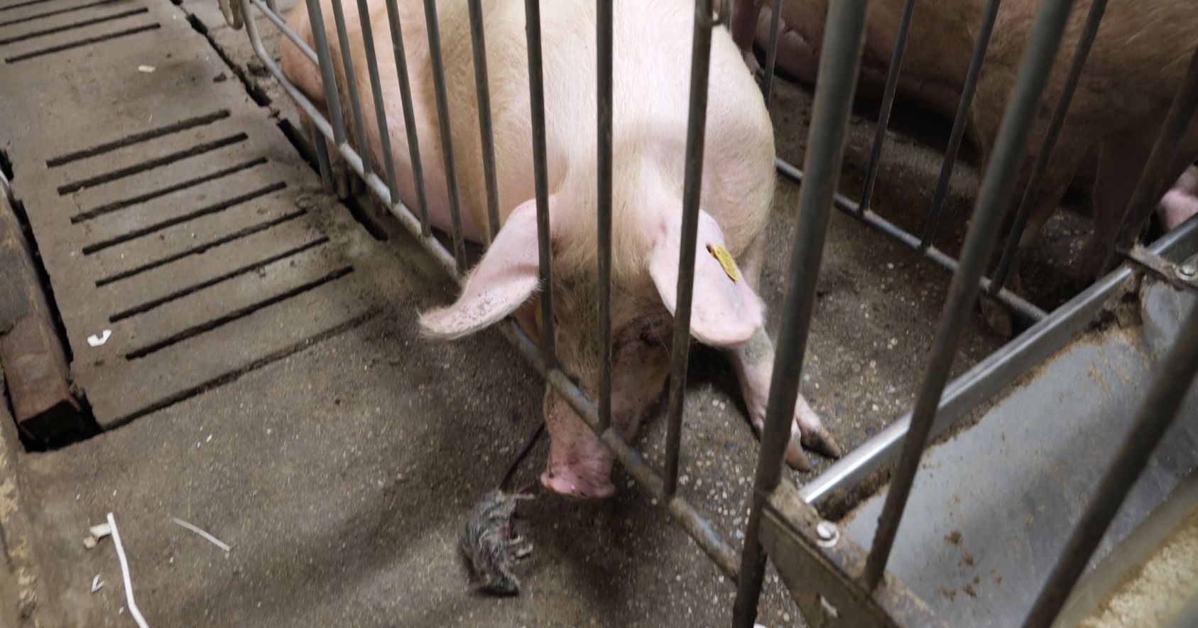 Rat & Pig