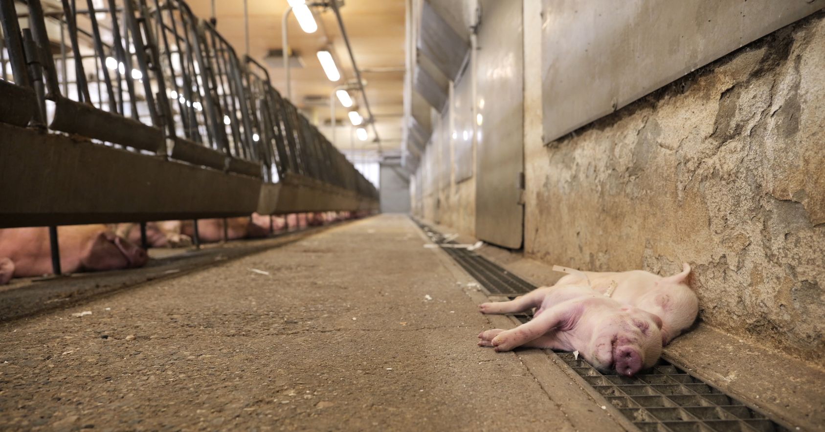 Dead Piglet