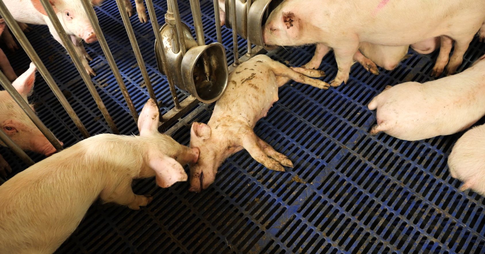 Dermatitis & Dead Piglet