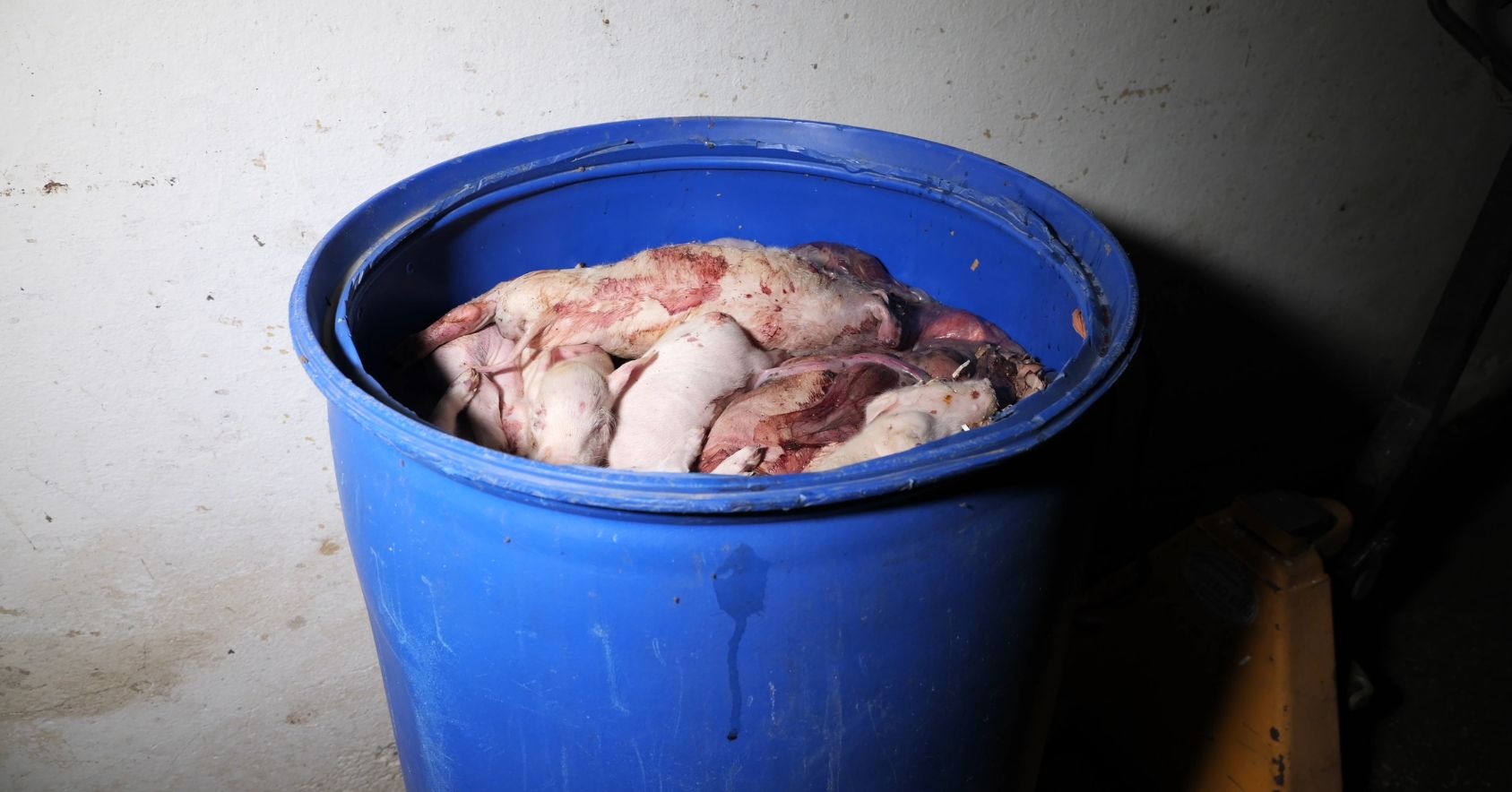 Dead Piglets