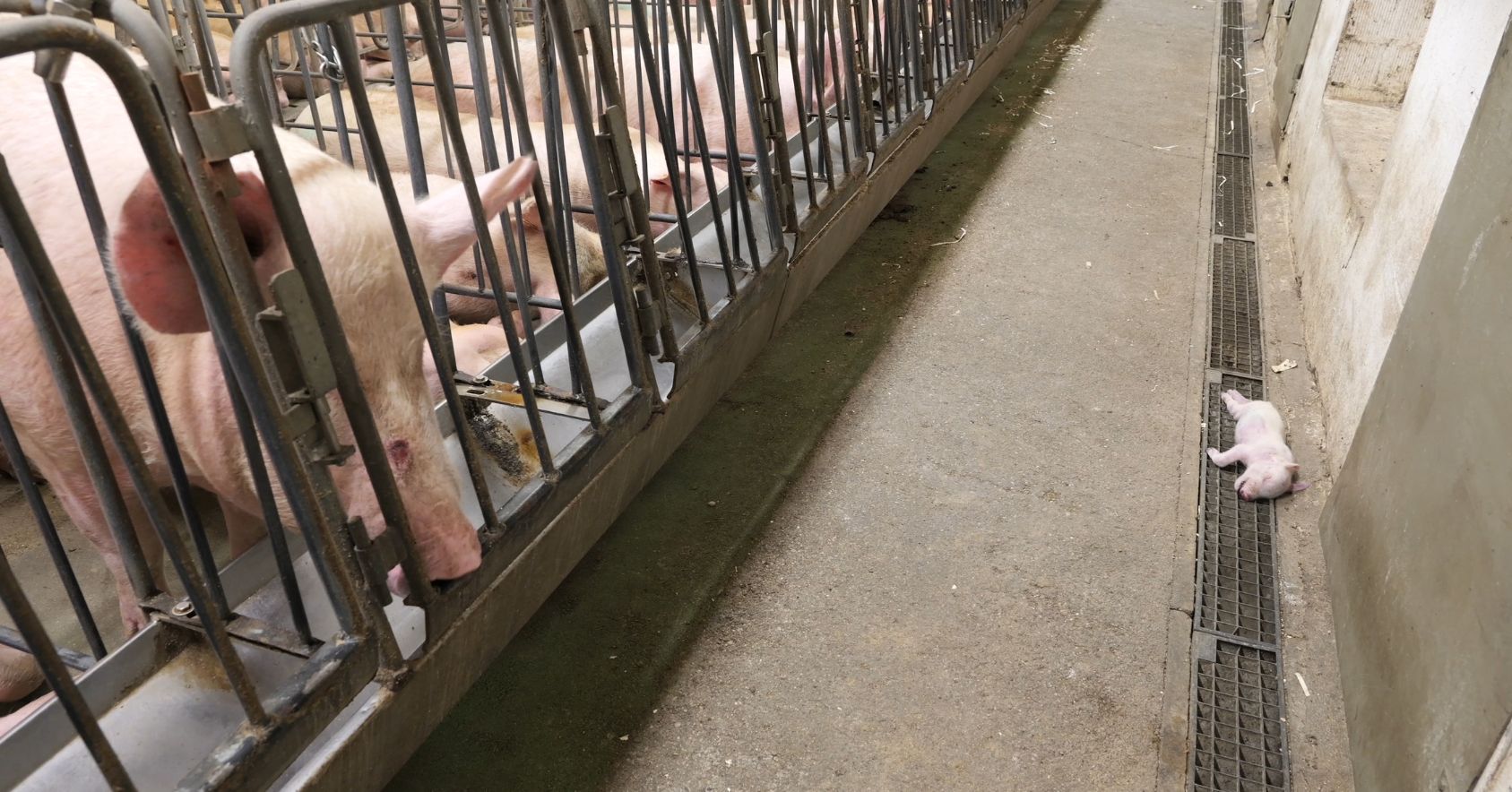 Dead Piglet