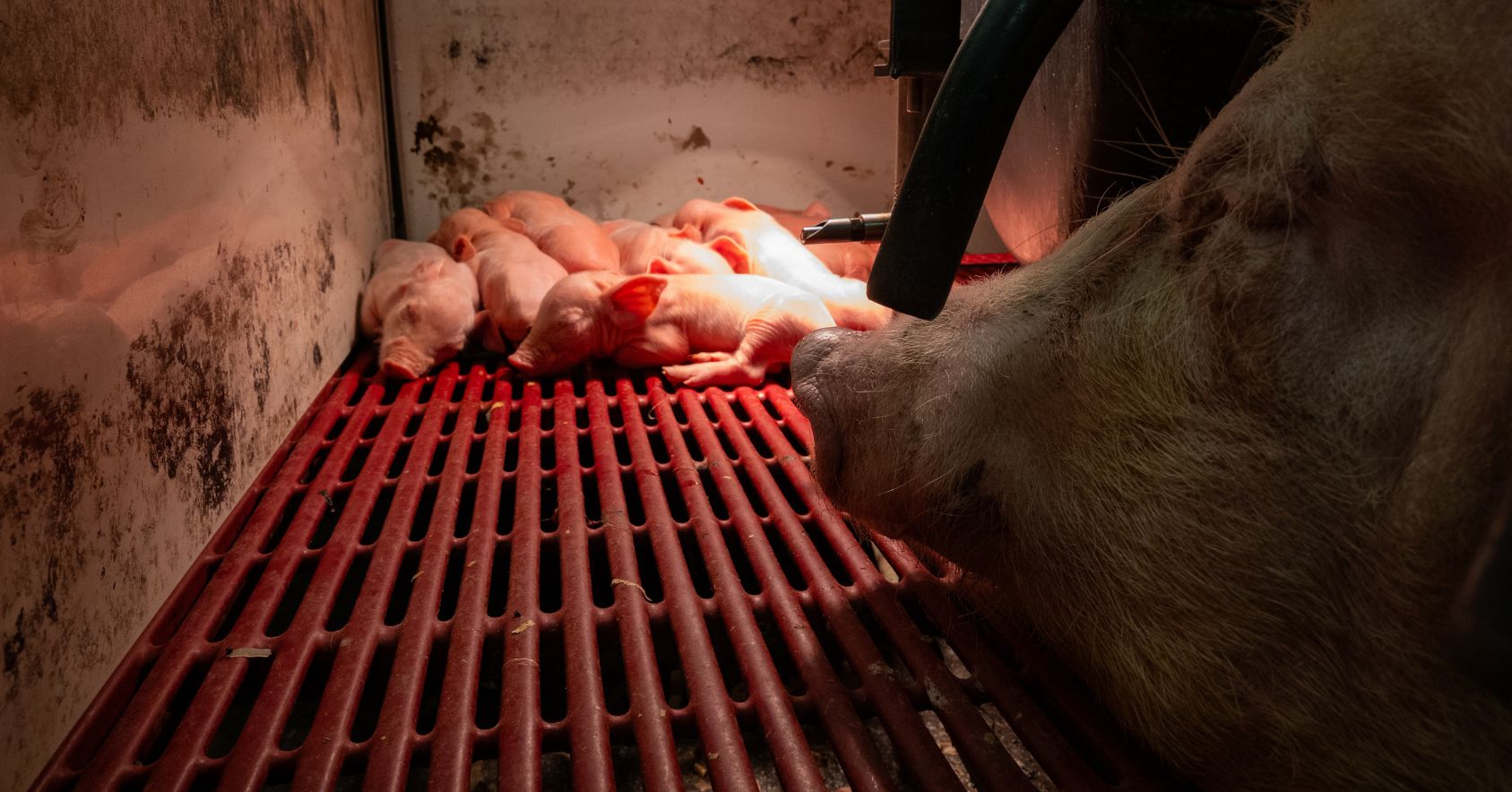 Piglets and Mother
