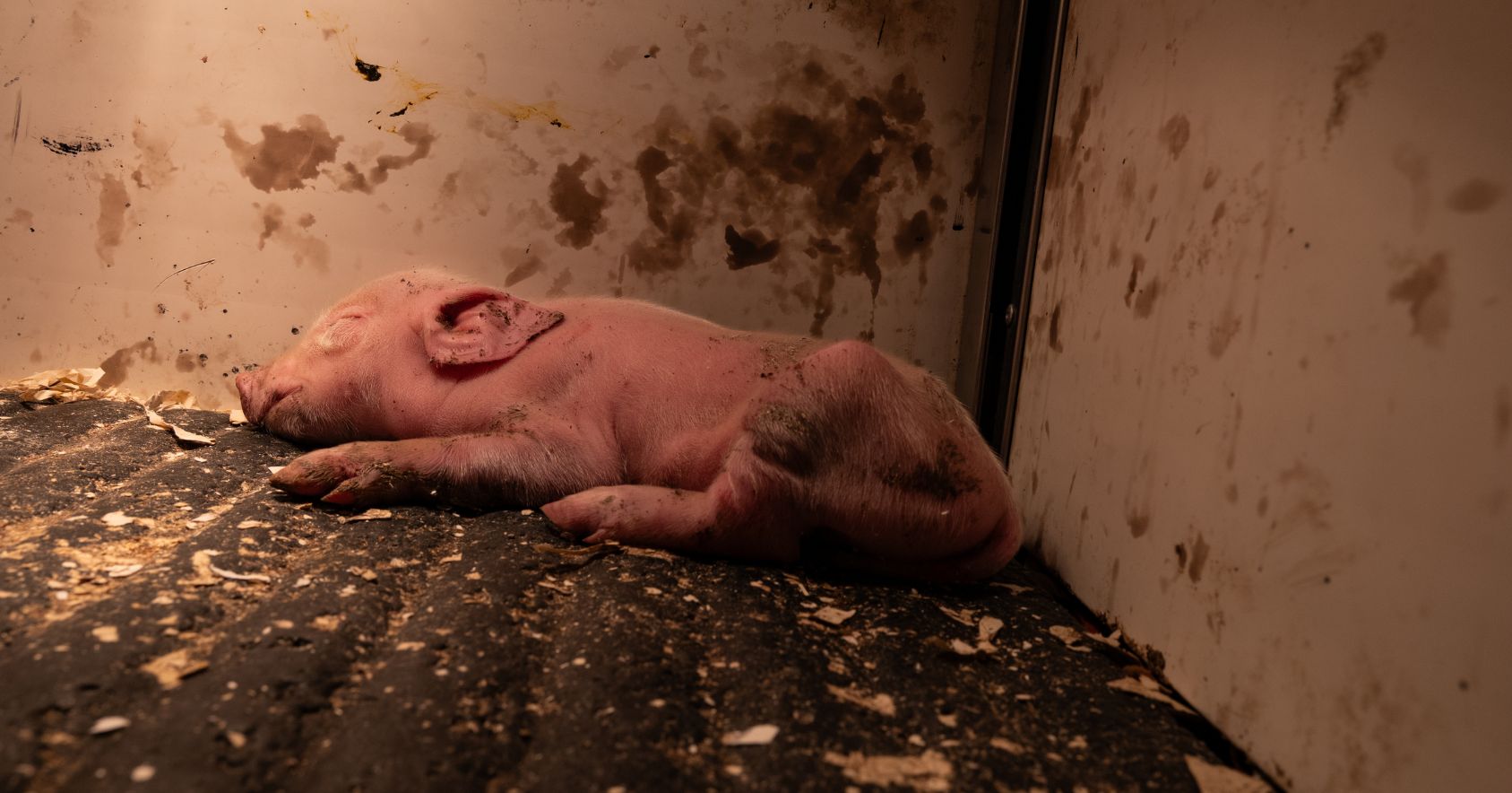 Dead Piglet