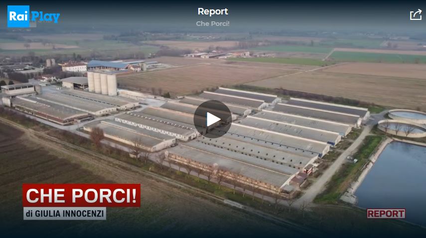 Italian Pig Farm Che Porci News Report Video 2023