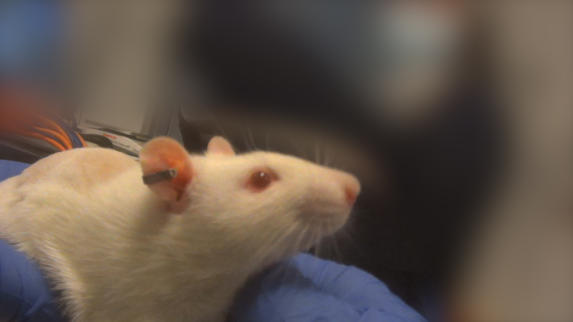 Ear Tag