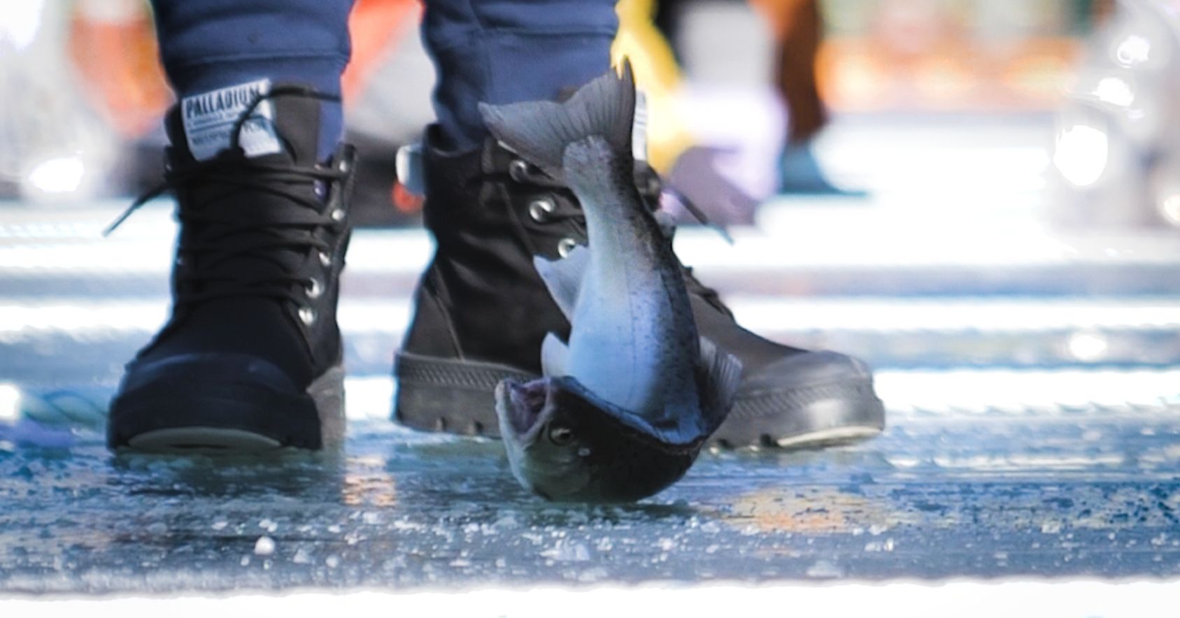 Fish Suffering
