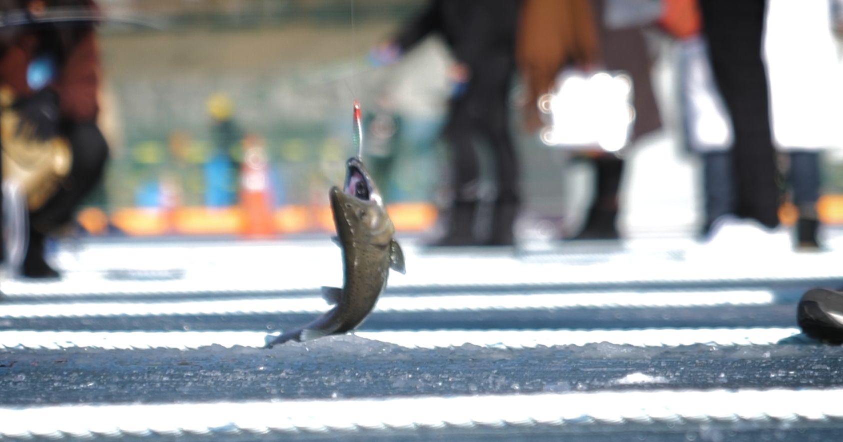 Fish Suffering