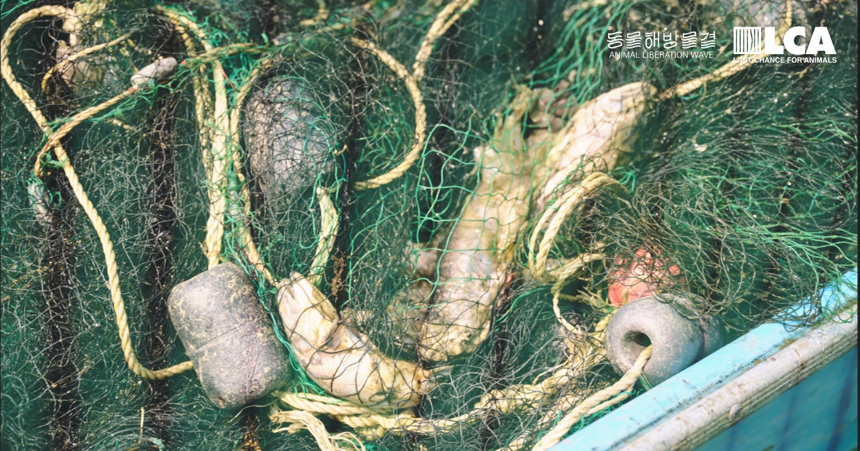 Rotting fish and trash