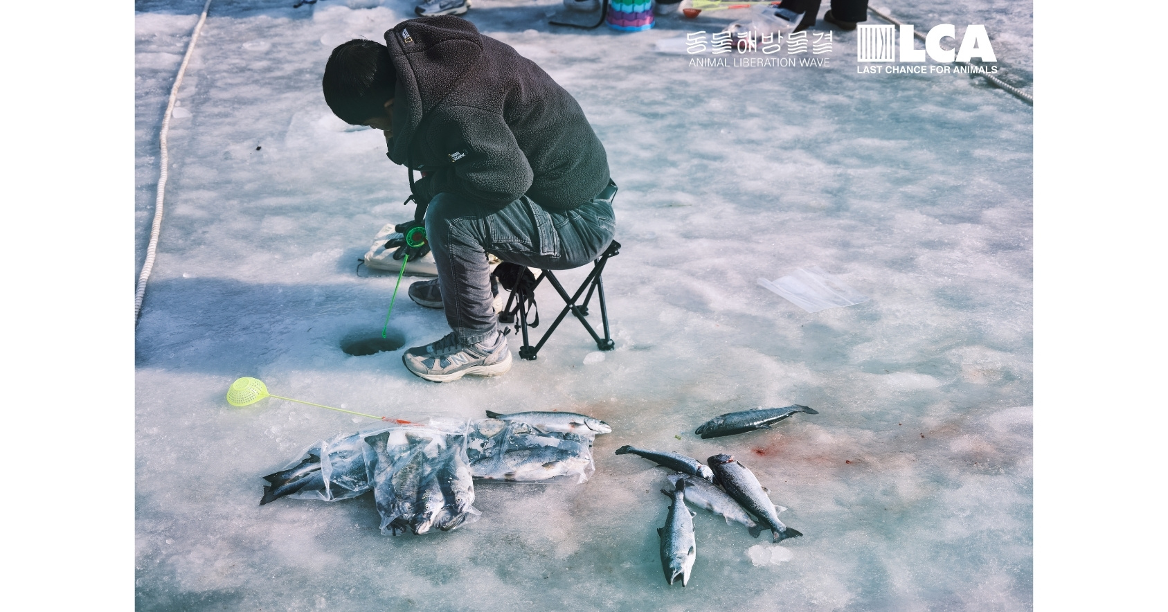 Fish left to suffocate