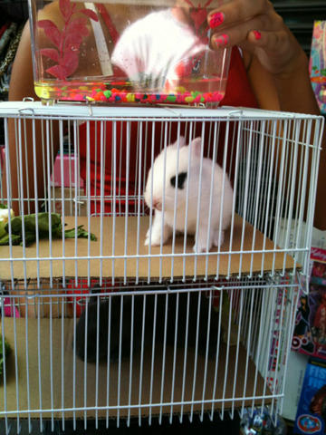 Baby bunny being sold illegally at Santee Alley