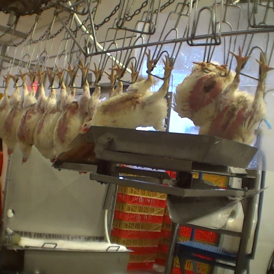 chicken slaughterhouse stun bath