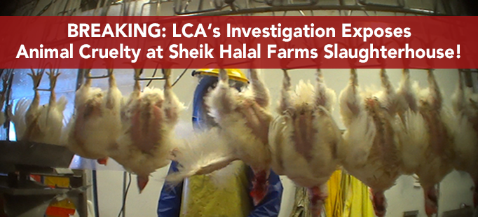 Last Chance for Animals - Sheik Halal Farms