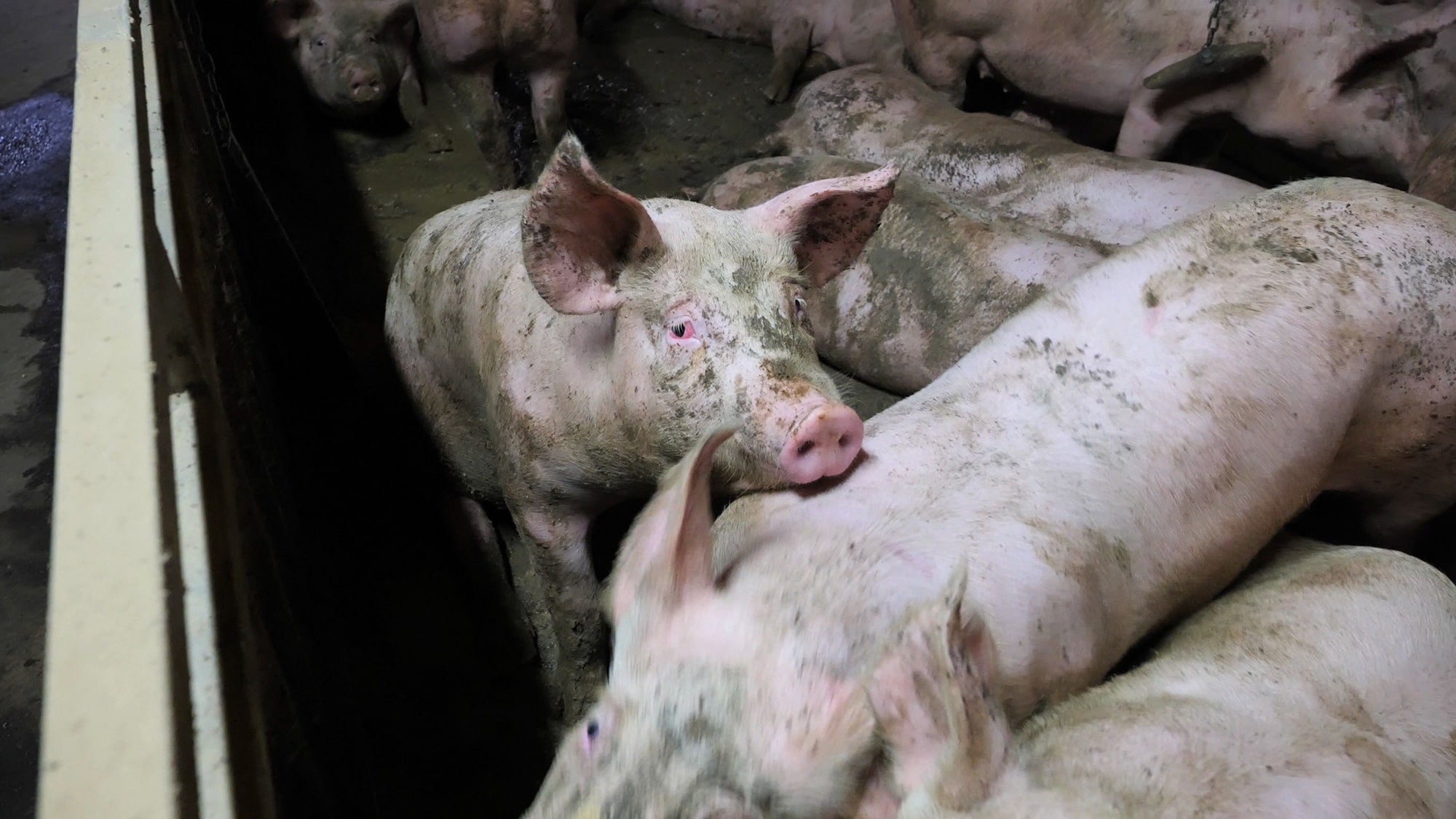 Italy pig farm 19