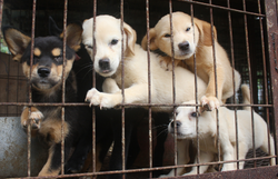 National Puppy Day in So. Korea - WATCH LIVE