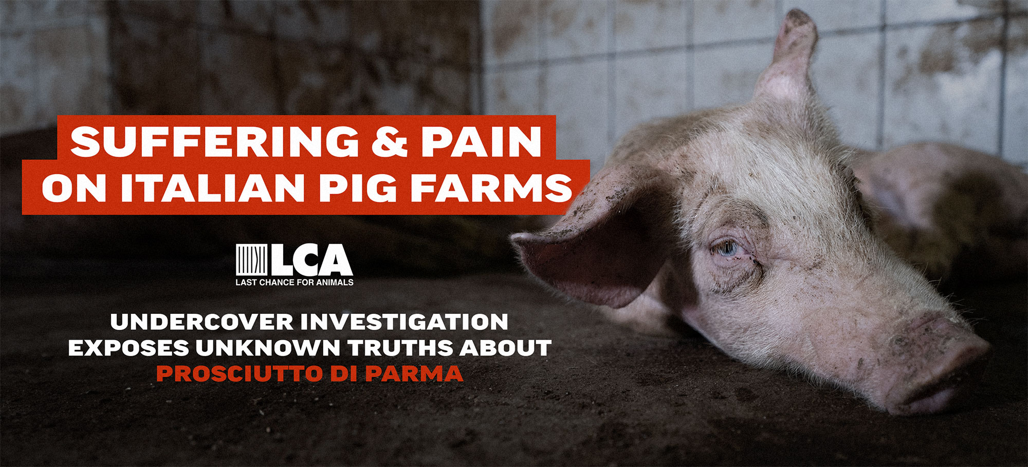 Italian Pig Investigation Prosciutto di Parma