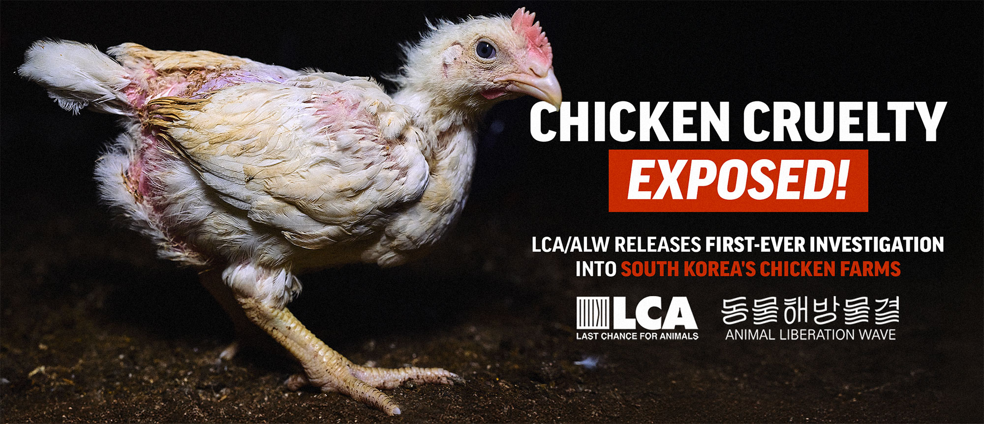 South Korea Chicken Farm Investigation