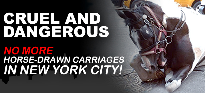 nyclass carousel banner