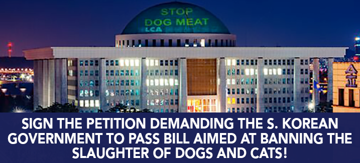 stop dog meat carousel