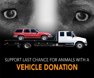 vehicle donation