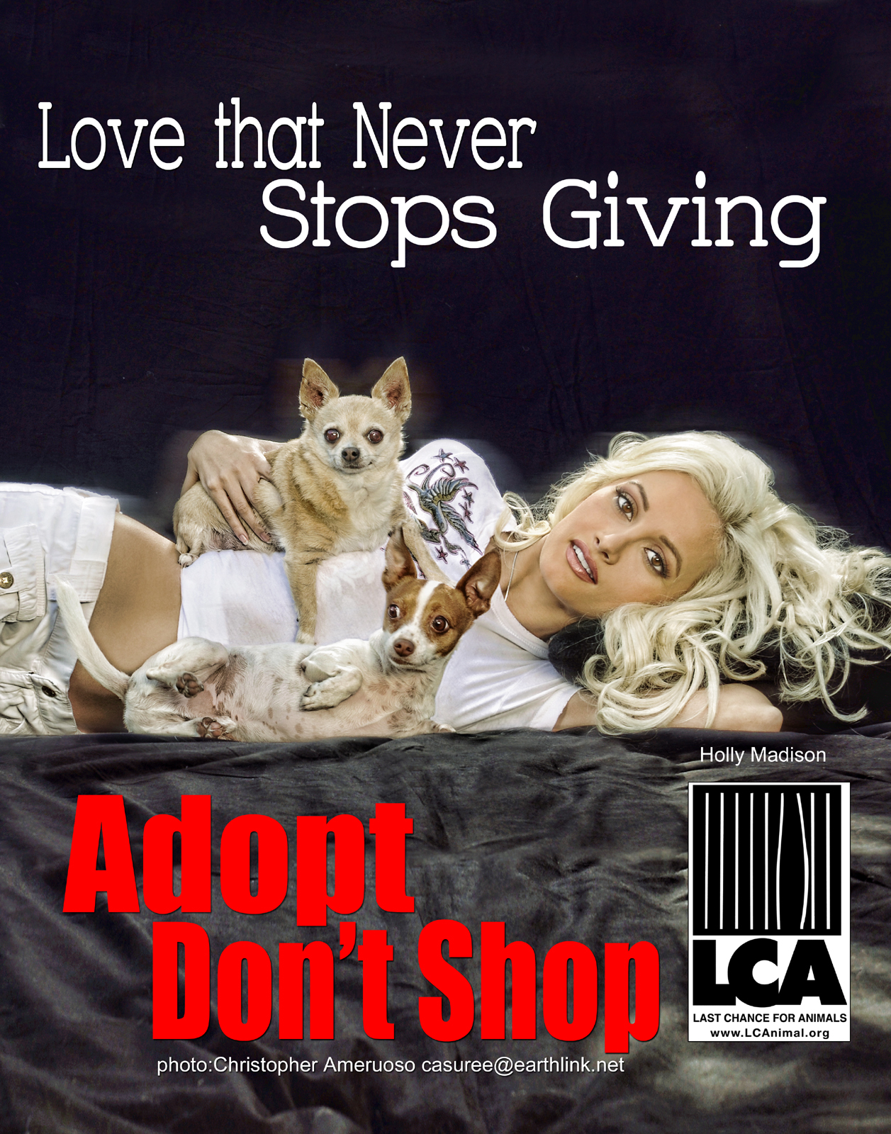 web adopt dont shop Holly