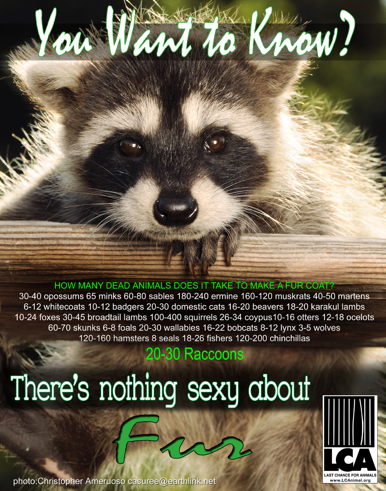 web you want to know raccoon