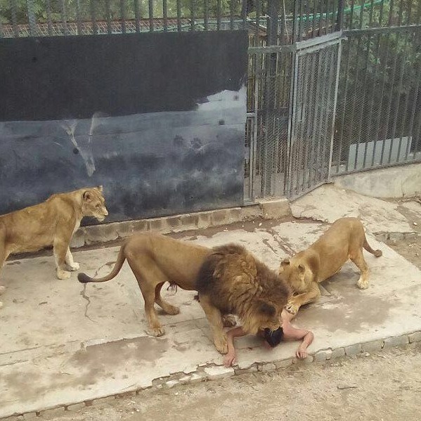 Lions from Santiago Zoo