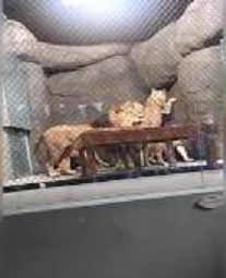 Lions tail severed by hydraulic door