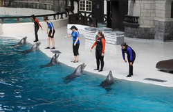 TAKE ACTION! Marineland Canada Case Halted