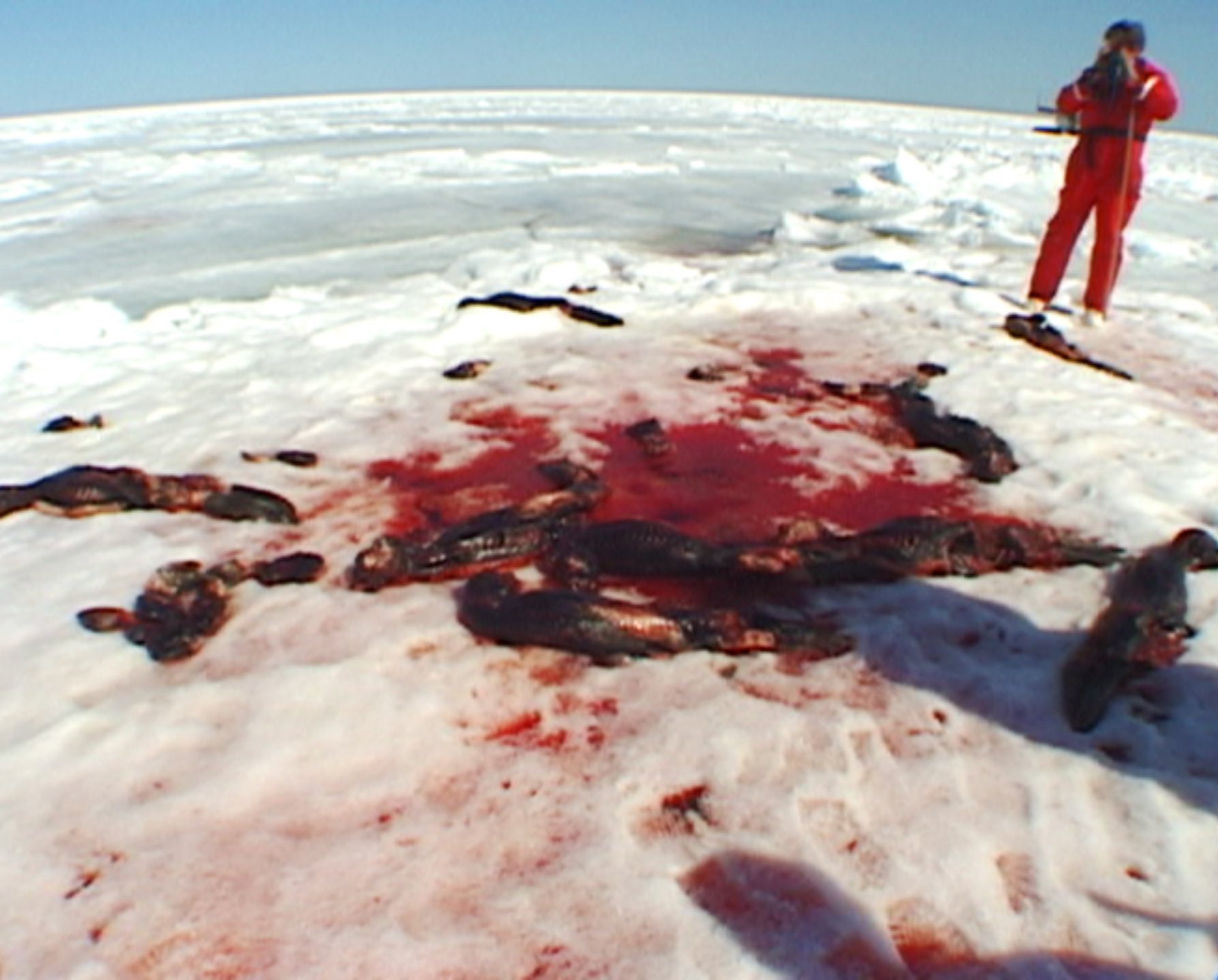 Skinned Seals