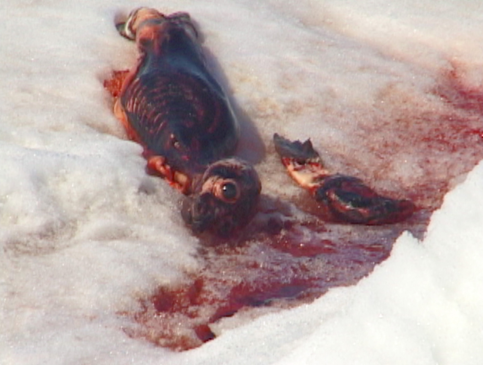 Skinned Seal