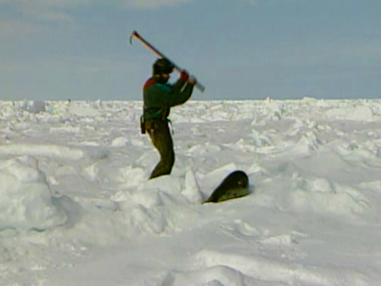 Sealer Striking a Seal with a Hakapik