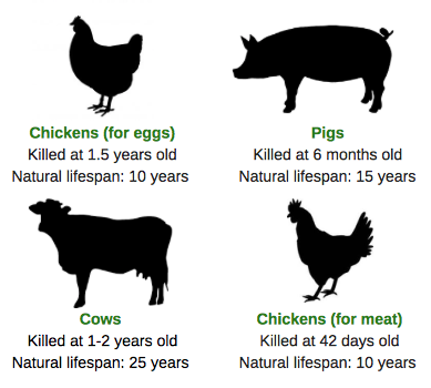 Updated lifespan