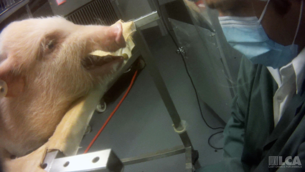  placing pig in sling for dermal study while pig screams 4