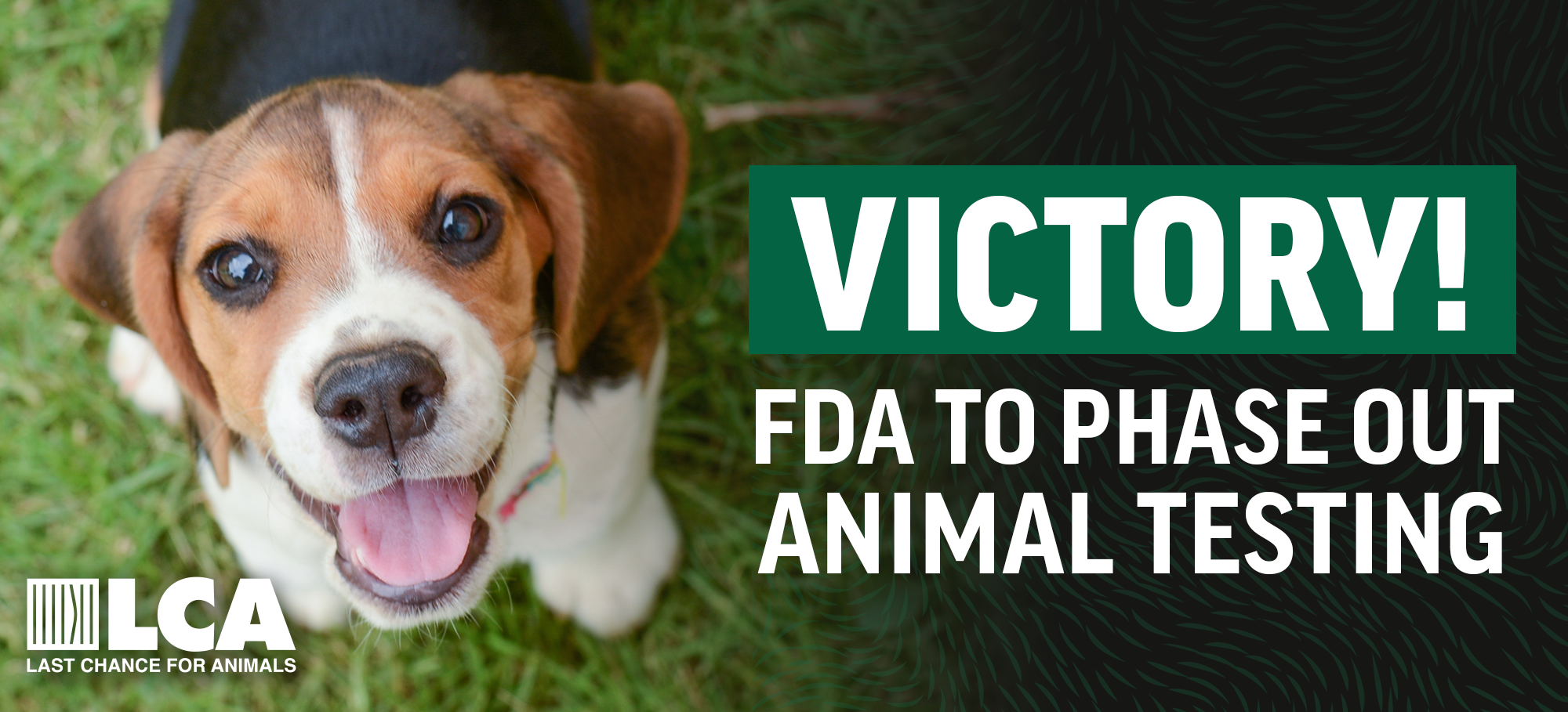 FDA to phase out animal testing