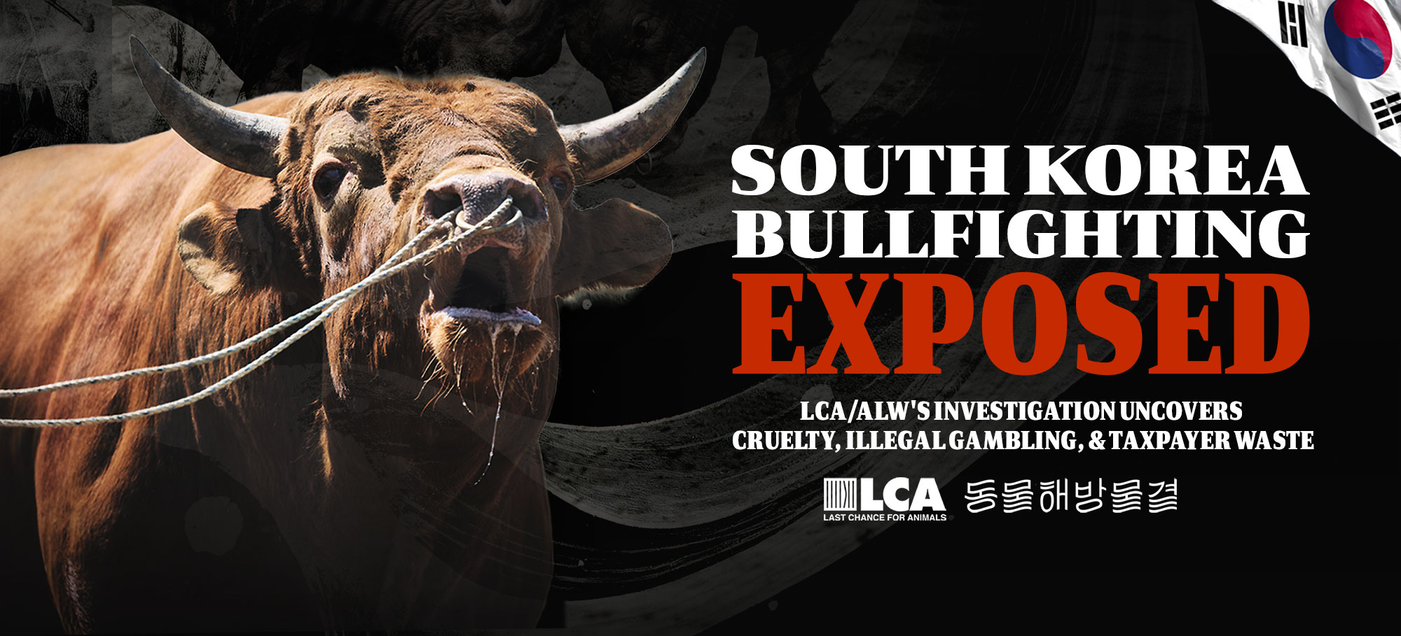 S. Korea Bullfighting  Investigation