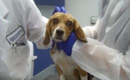 Tested, Dissected, & Trashed