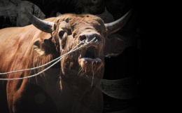 S. Korea Bullfighting Exposed