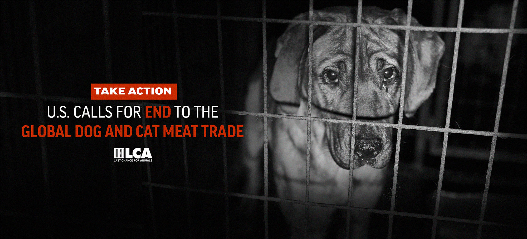 lca end dog cat meat trade website banner 3