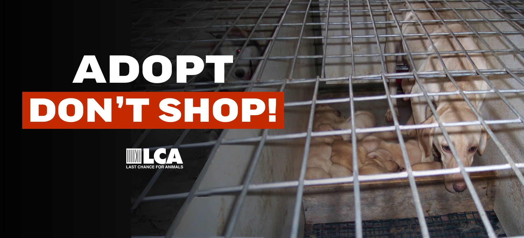 adopt dont shop