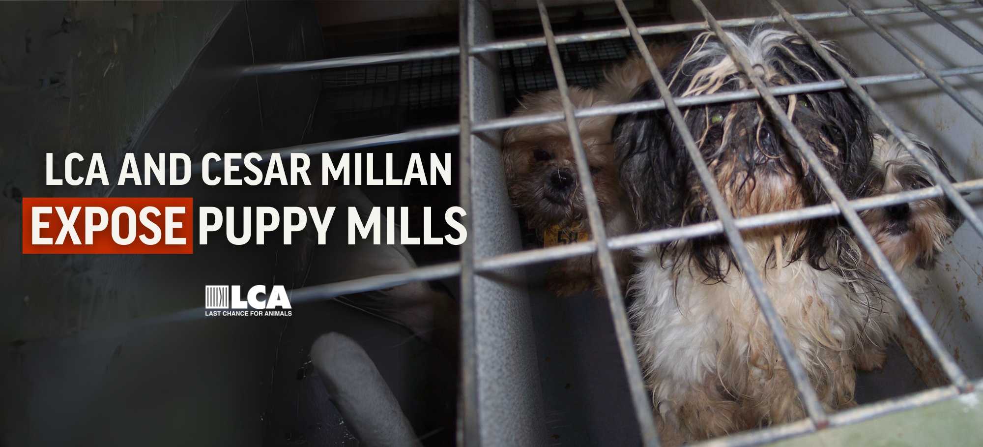 cesar millan adopt don't shop puppy mills