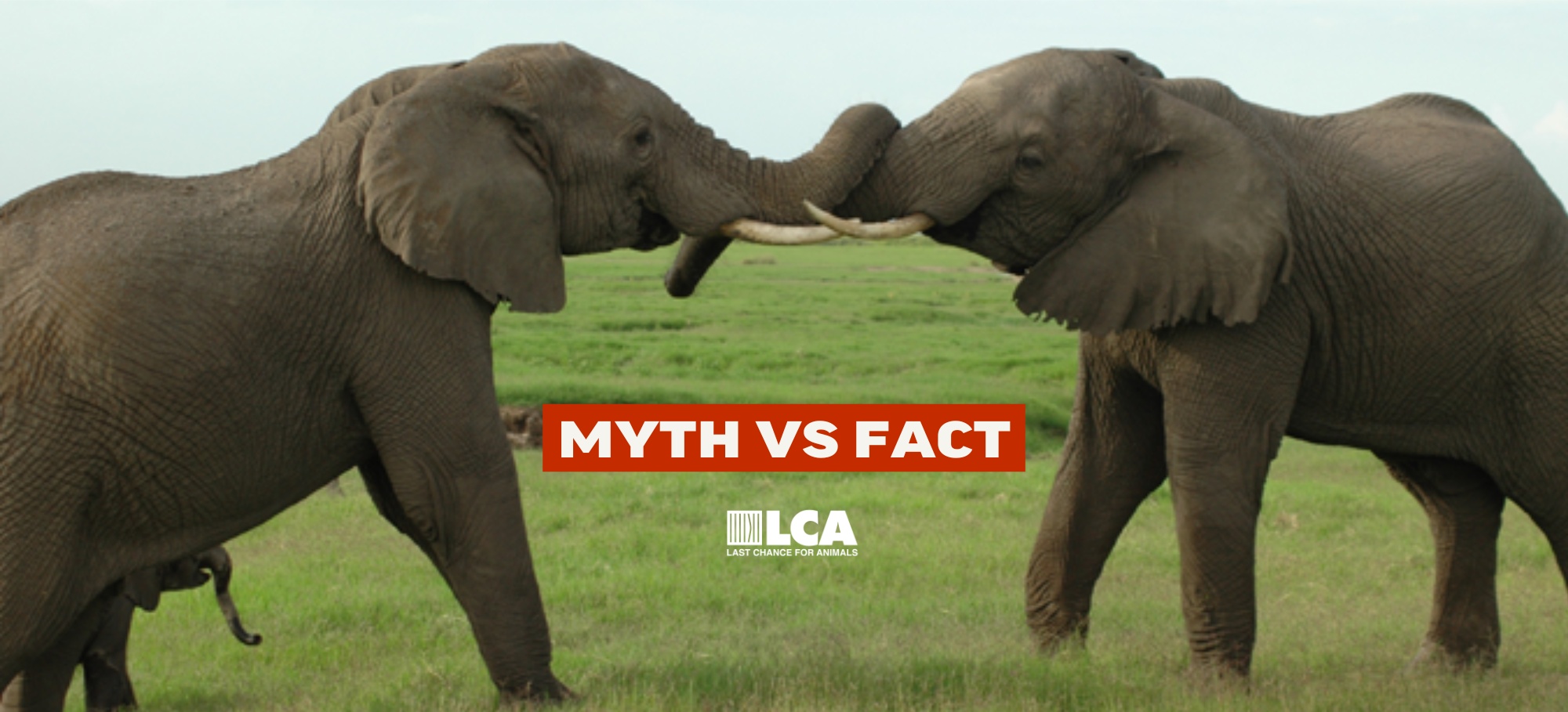 elephant myth vs fact