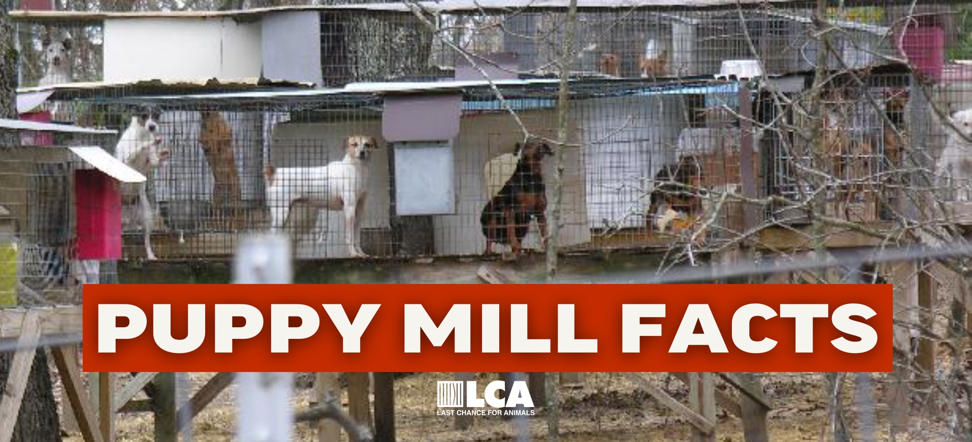 Puppy Mills Facts