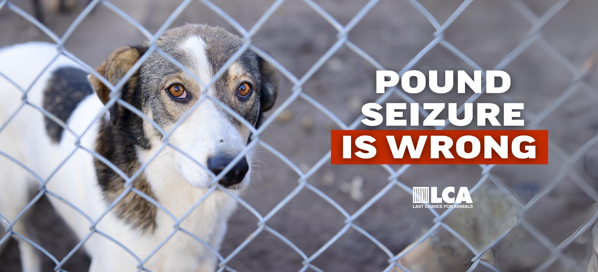 pound seizure is wrong