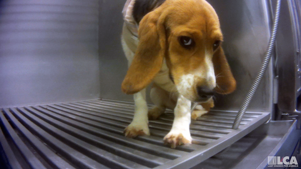 beagle in infusion study