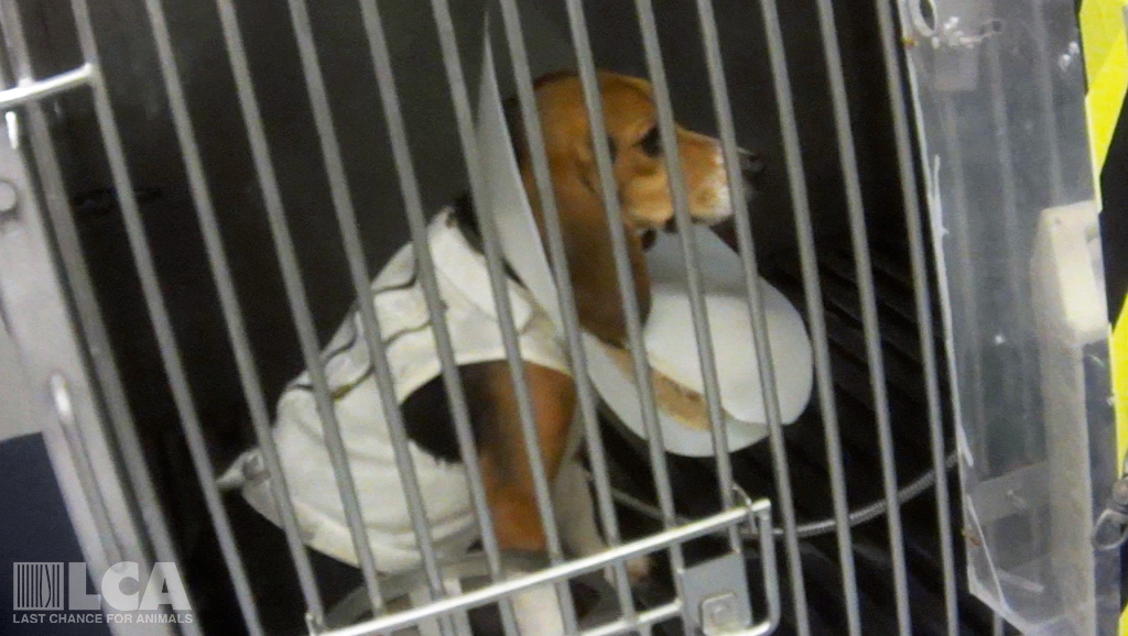 beagle wearing infusion jacket cropped