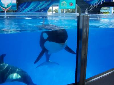 The Ugly Truth about Marineland of Niagara Falls