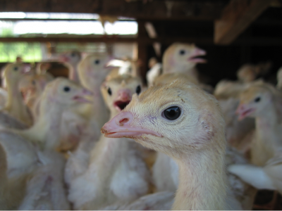 New Avian Flu Outbreak Plagues Butterball Farms in Arkansas and Missouri