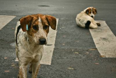 Over Two Dozen Dogs Rescued on the ‘Underhound Railroad’