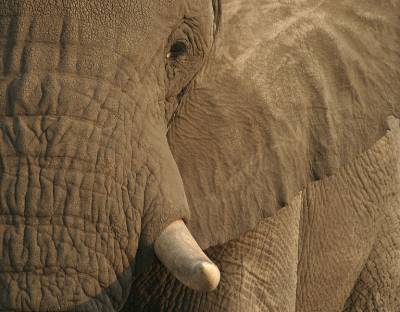 Brutal Elephant Fighting at the Suwori Harvest Festival